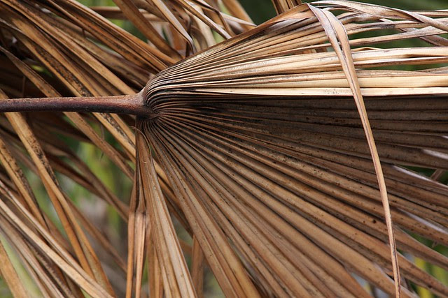 palm, fourth avenue