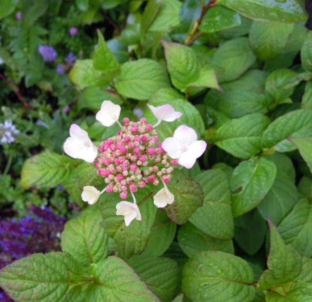 Hydrangea 2015/ 2016