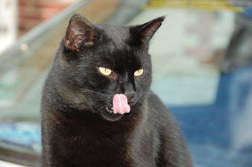 crow licks his nose