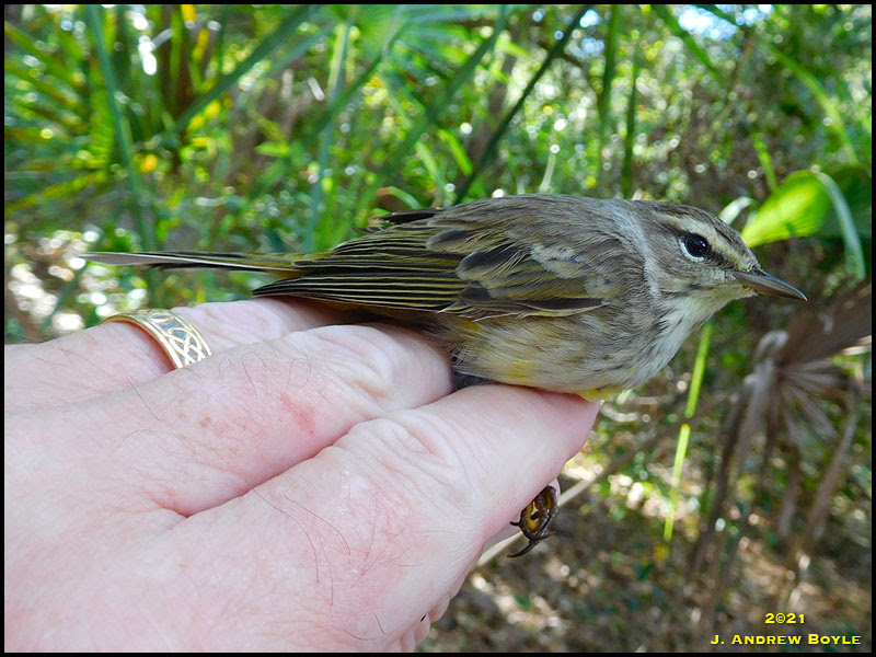 Western Palm Warbler