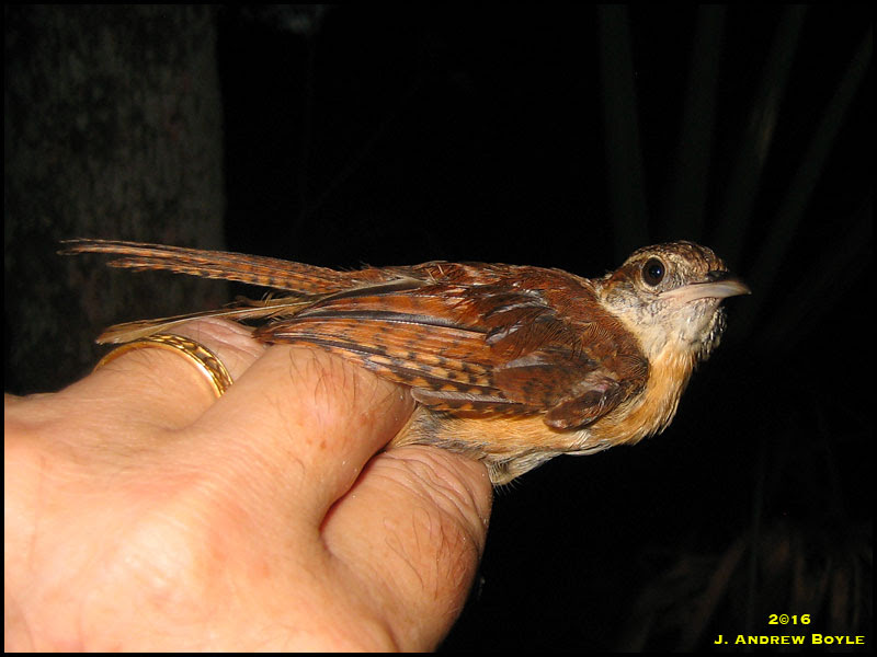 Carolina Wren
