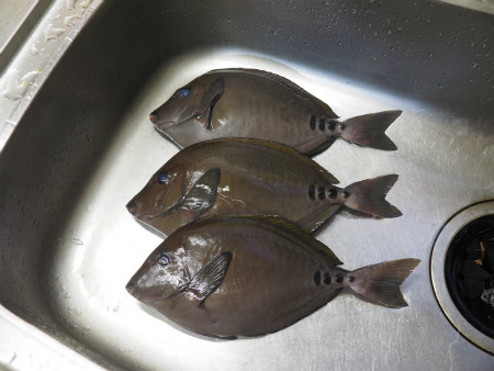 三の字 ニザダイの刺身 たたき なめろう 魚料理と簡単レシピ