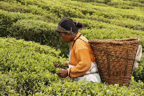 Land of Tea, Fikkal, Ilam, Nepal by BAJRArt