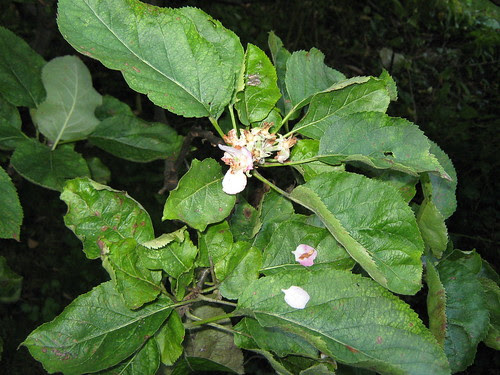Apple blossom in August