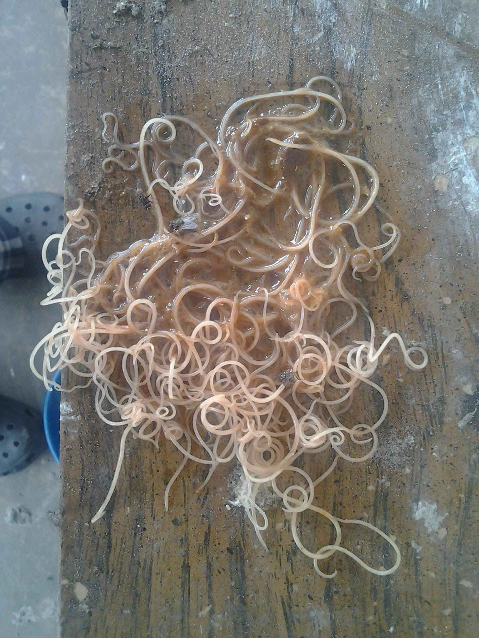These Worms All Cane Out Of A Chicken The Worms Are Alive Db Interesting Things Creepy Mother Nature