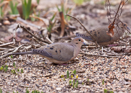 Mourning Doves