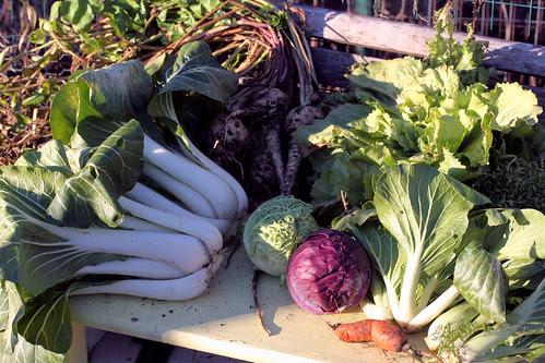 garden harvest nov 14