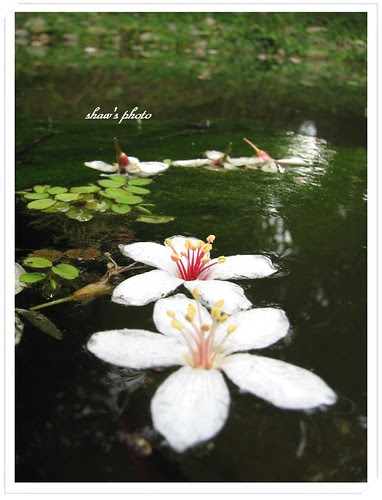 豐鄉國小油桐花