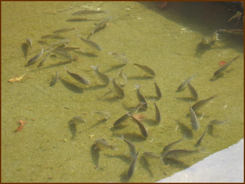 CLICK for enlargement ! 19 fish with shadows