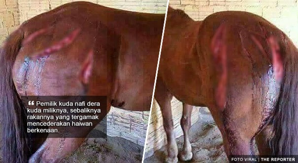 Kuda disebat sampai cedera kerana kalah dalam perlumbaan?