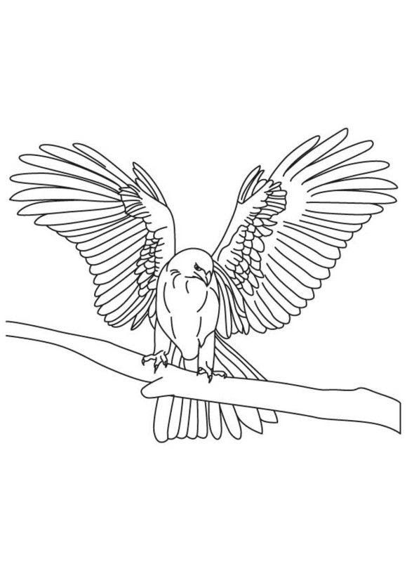 Bird Wings Coloring Pages At Getcoloringscom Free Printable