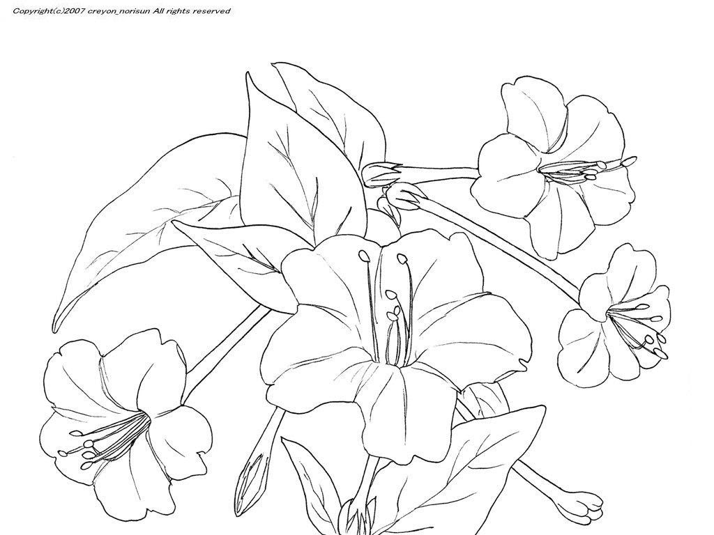 オシロイバナの下絵 夏の花のぬりえ