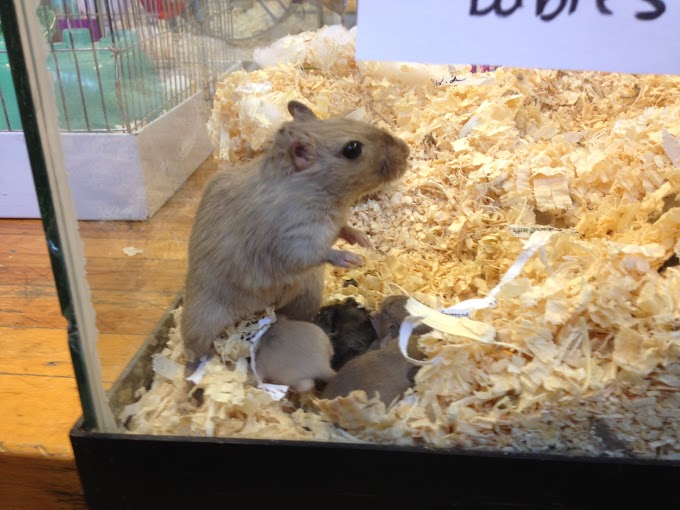 41+ Are Gerbils Good Classroom Pets