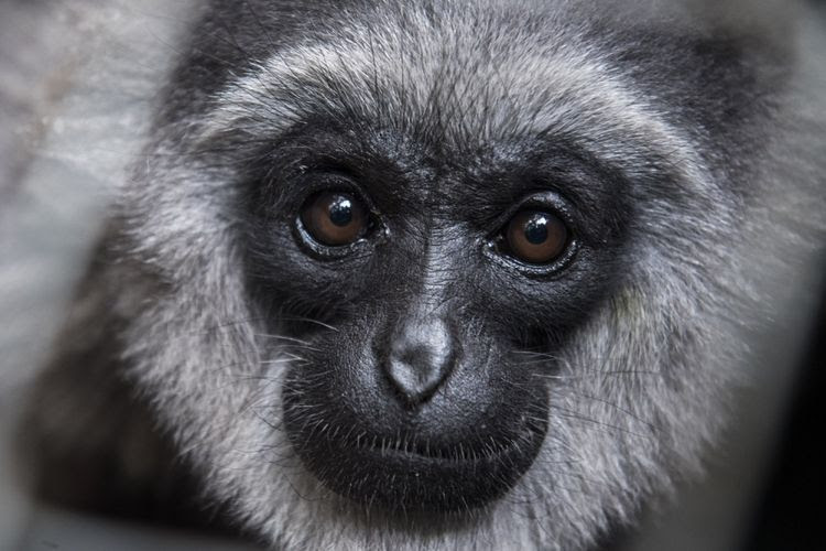 Seekor owa jawa (Hylobates moloch) bernama Ucup (delapan tahun) berada di dalam kandang sebelum dilepasliarkan di Kawasan Cagar Alam Gunung Tilu, Kabupaten Bandung, Jawa Barat, Kamis (5/10). Balai Besar Konservasi Sumber Daya Alam (BBKSDA) Jawa Barat bekerja sama dengan The Aspinal Foundation Indonesia Program melepasliarkan dua pasang Owa Jawa yaitu, dua Owa jantan bernama Ucup dan Iwa (tiga tahun) serta dua betina Desi (enam tahun) dan Amoy (2,5 tahun). ANTARA FOTO/M Agung Rajasa/kye/17

