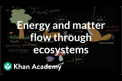 19++ Where Does All The Energy In An Ecosystem Come From Info