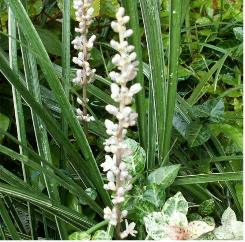 リュウノヒゲ 三太郎の園芸備忘録