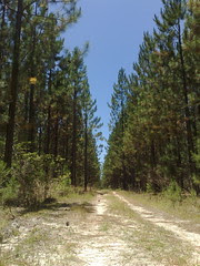 Beerburrum State Forest