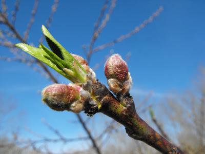 Bud break