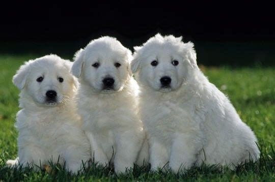 nos amis les chiens