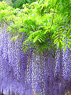 藤の花 藤棚携帯待受画像 無料壁紙