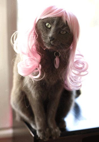 funny hairstyle. Tags: cat, cosplay, funny,