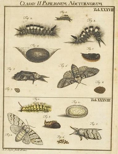 Classis II Papilionum Noctornum (Bomcyx fascelina) V.1
