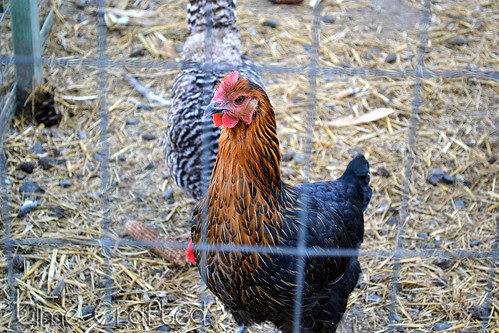 Farm Animals