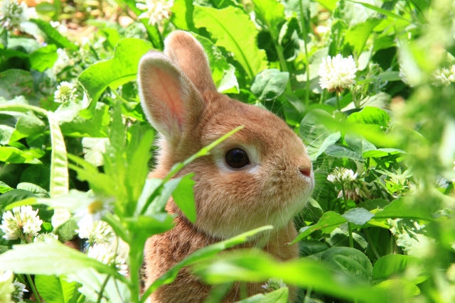 うさぎの耳が長いのは 音を聞くため だけじゃなかった その役割をご紹介