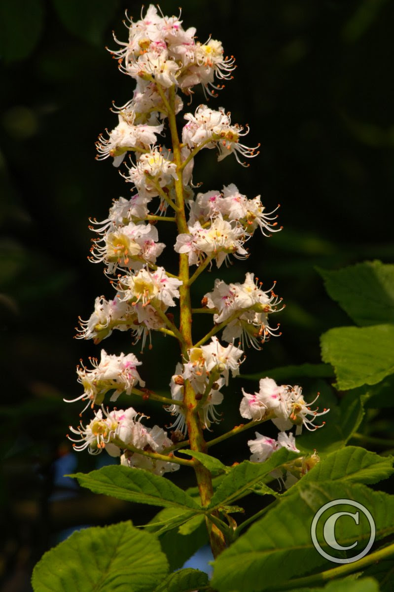 Horse Chestnut Blossom | Flowers | Wildlife | Photography ...