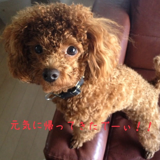 ケチャップ 通信 Inジャカルタ メガネをバリボリ食べた犬 おかげさまで元気です