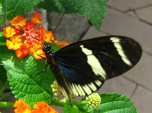 Atala