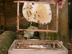 Beehive