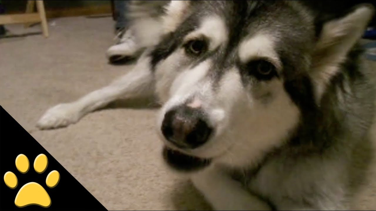 Talking Dogs Compilation YouTube