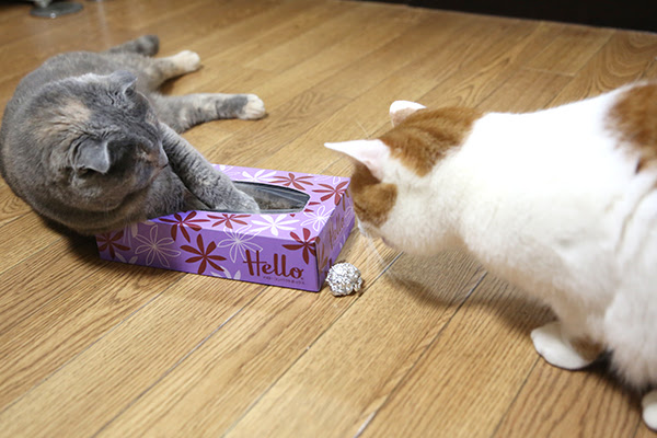 愛猫のための手作りおもちゃ６選 家にあるもので簡単に 猫の総合情報サイト ペットスマイルニュースforネコちゃん