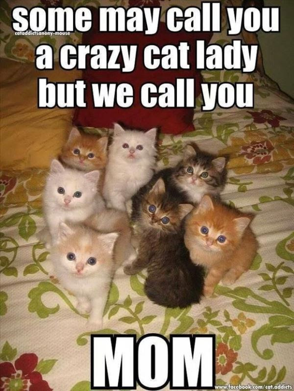 37 Of The Best Cat Memes The Internet Has Ever Made 37 Of The Best Cat Memes The Internet Has Ever Made