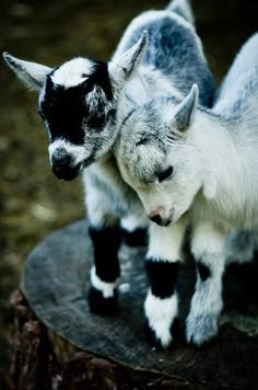Oh my goodness... just one more reason to want goats!