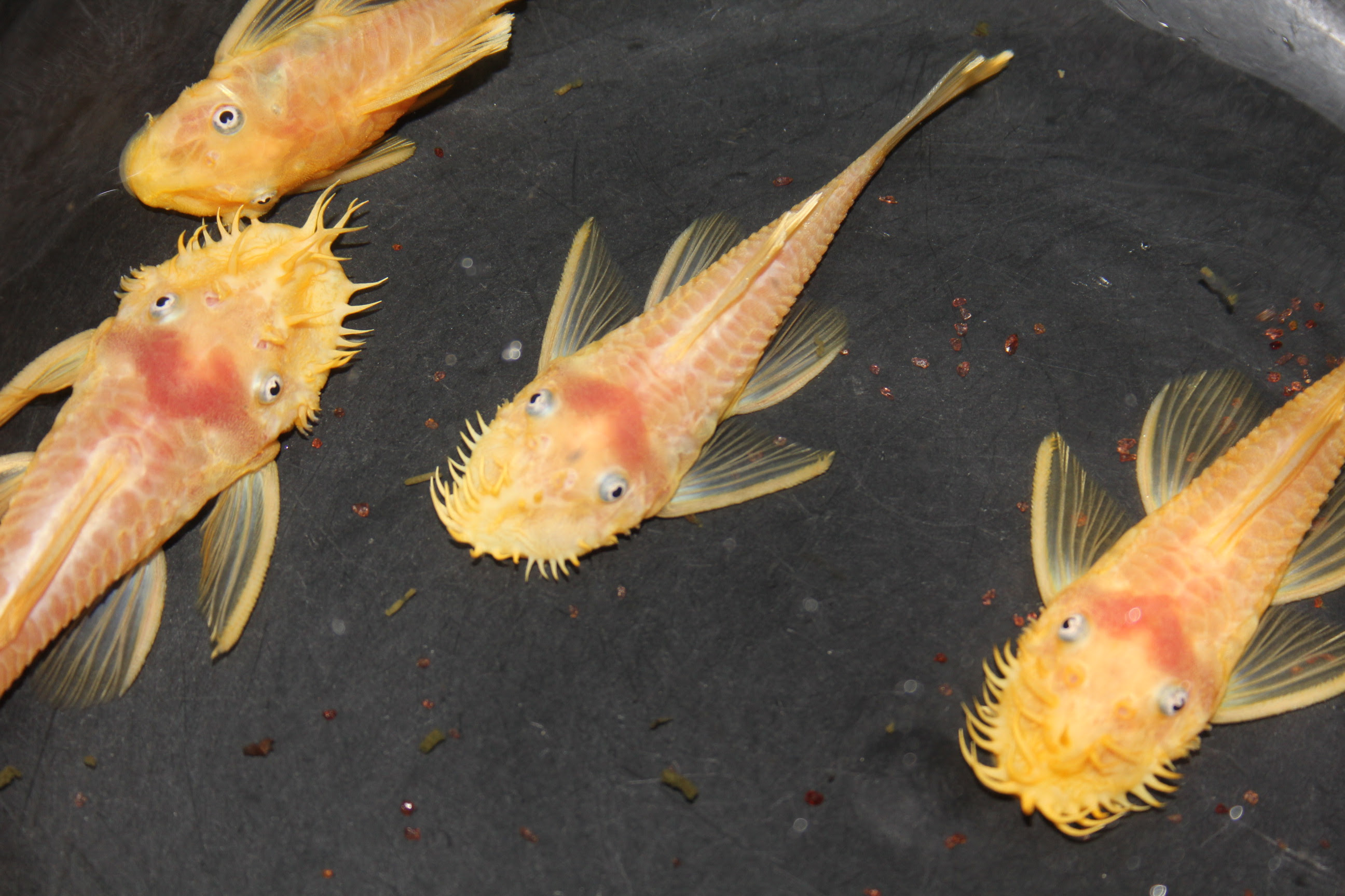 ブルーアイゴールデンブッシープレコ 熱帯魚のmishima高岡店