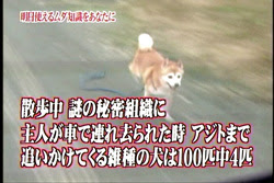 鈴 真由のワンコと歩む時間