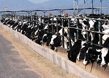 File:Confined-animal-feeding-operation.jpg