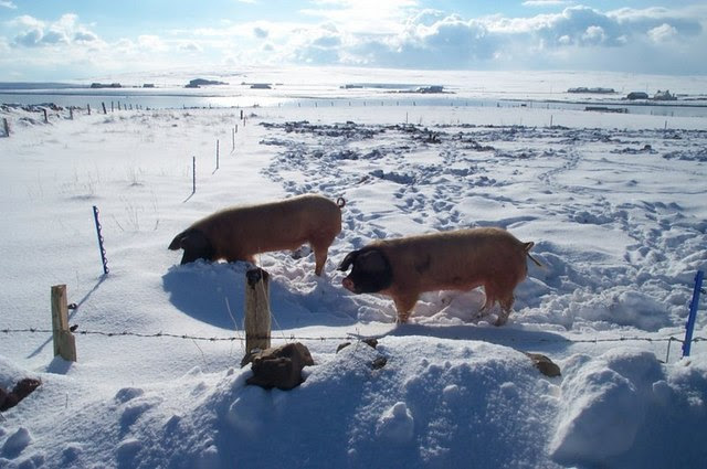 File:Pigs in the snow, Baltasound - geograph.org.uk - 1505239.jpg