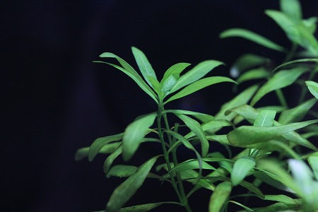 ハイグロ Betta Gallery Rosso ショーベタに魅せられて