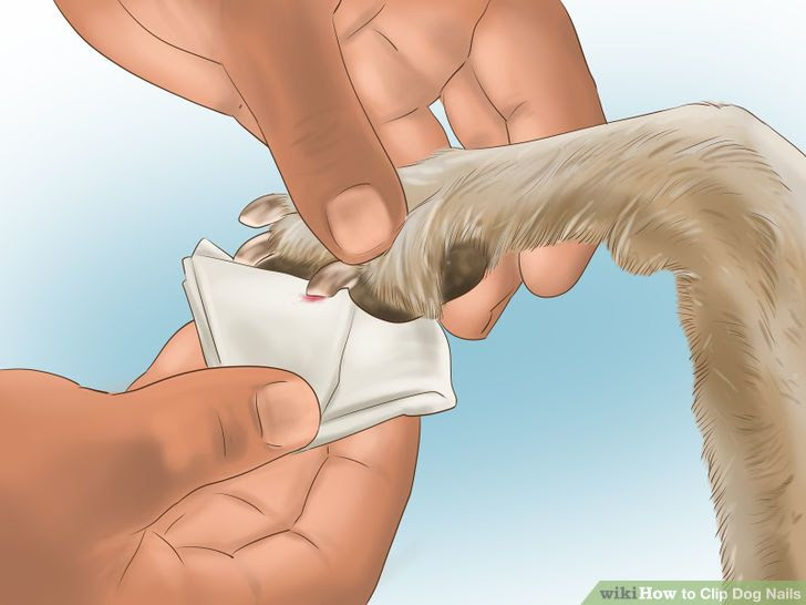 Clip Dog Nails Step 13.jpg