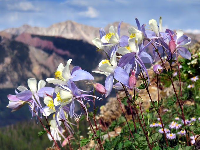 Columbine Wildflowers in the Rocky Mountains [OC][4500x3375] - HQ Earth Landscapes Photo
