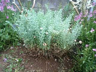 はなかんざし 花かんざし カスケード ヒーリングガーデン Naturaleza