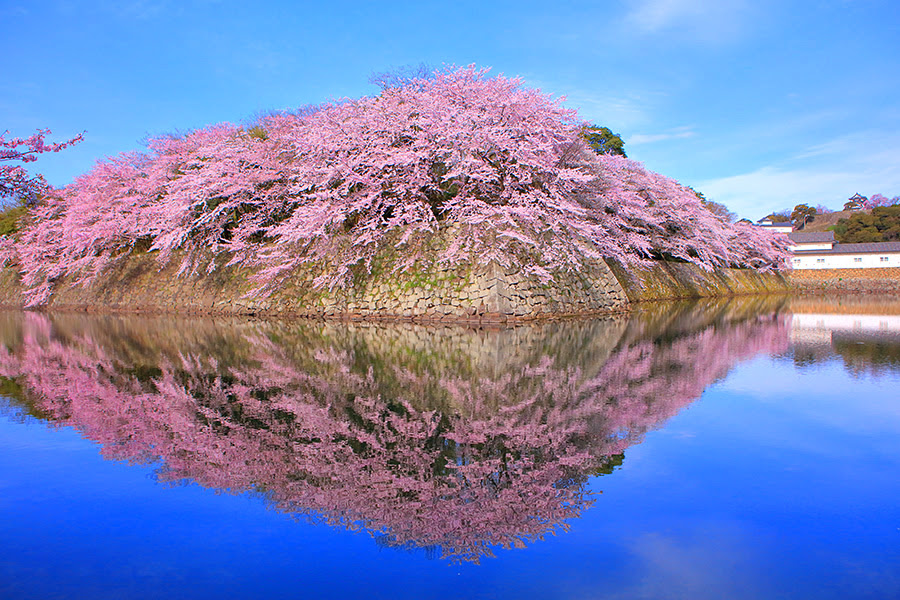 彦根城 桜