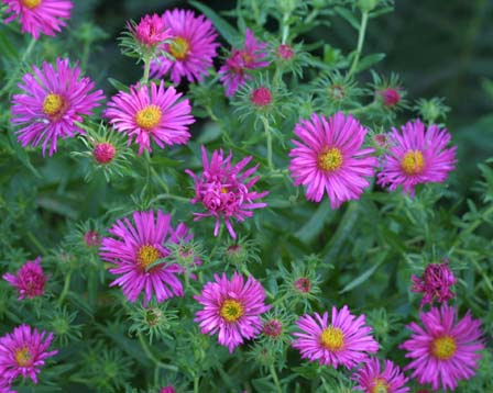 10月14日の花言葉 ユウゼンギク 薬剤師stephenのよろずブログ 楽天ブログ