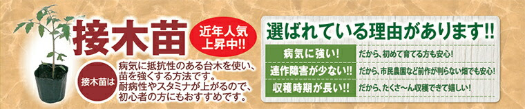 キュウリ苗 まんぞくキュウリ 接木苗 4本セット 予約販売 接ぎ木苗 農業屋 Com