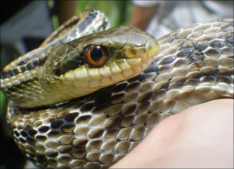 日本のヘビの種類は 写真や画像付き一覧で名前や生態を紹介 生物モラトリアム