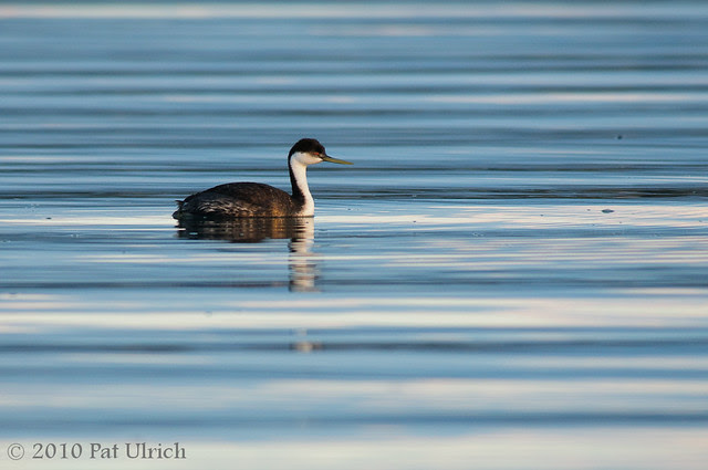 Western Grebe on Rippled Water -- Pat Ulrich Wildlife Photography