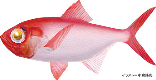 キンメダイ 金目鯛 魚の生態 海水編 房総爆釣通信